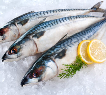 Salt Mackerel