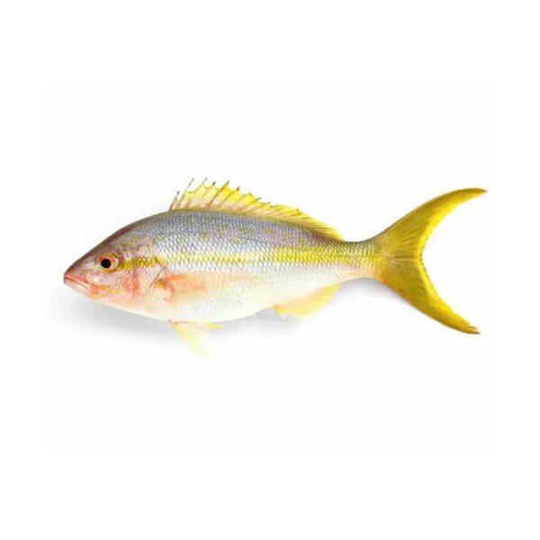 GREEN Tail Snapper