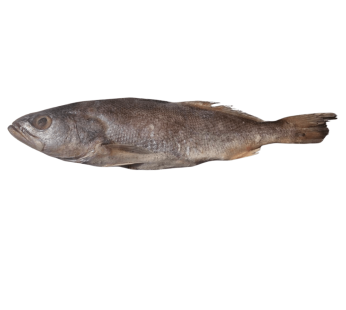 Bera Croaker Fish