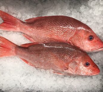 Red Snapper 1/2-1lb (25lbs)