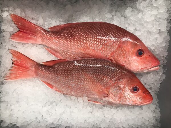 Red Snapper 1/2-1lb (25lbs)